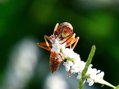 Polistes bellicosus