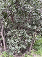 Cryptocarya alba