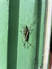 Metrioptera brachyptera