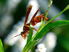 Polistes bellicosus