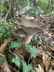 Polyporus tuberaster