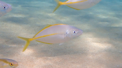 Pseudocaranx dentex