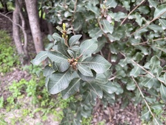 Cryptocarya alba
