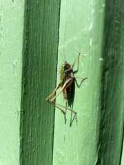 Metrioptera brachyptera