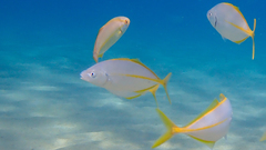 Pseudocaranx dentex