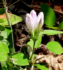 Gentiana decora
