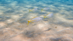 Pseudocaranx dentex
