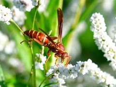 Polistes bellicosus