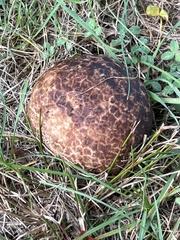 Calvatia cyathiformis