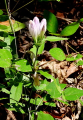 Gentiana decora