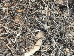 Diplacodes lefebvrii