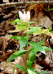 Gentiana decora
