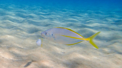 Pseudocaranx dentex
