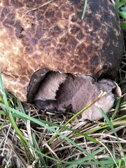 Calvatia cyathiformis
