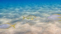 Seriola dumerili