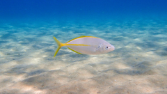 Pseudocaranx dentex