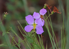 Rhexia nashii