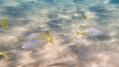 Pseudocaranx dentex