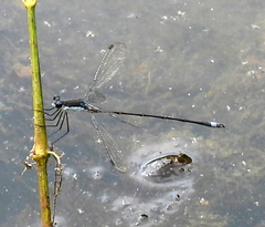 Lestes australis