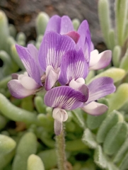 Astragalus amatus