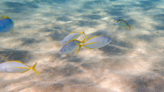 Pseudocaranx dentex