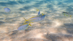 Pseudocaranx dentex