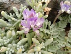 Astragalus amatus