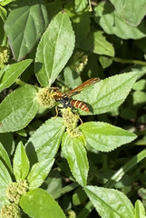 Polistes crinitus