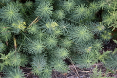 Euphorbia cyparissias