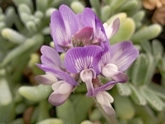Astragalus amatus
