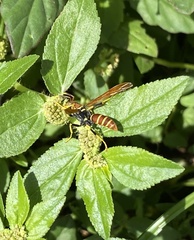 Polistes crinitus
