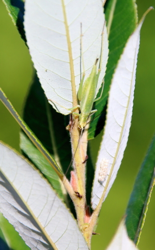 Forbes' Tree Cricket photo 2