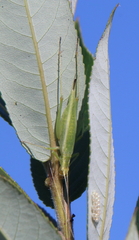 Oecanthus forbesi