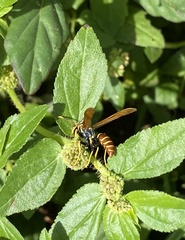Polistes crinitus