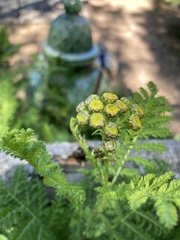 Tanacetum
