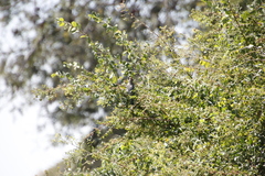 Urocolius indicus transvaalensis