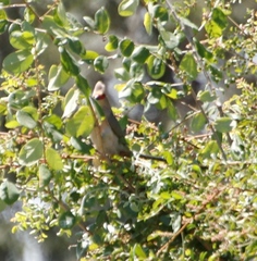 Urocolius indicus transvaalensis