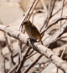 Ploceus