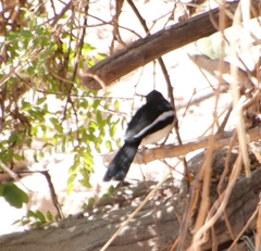 Laniarius bicolor sticturus