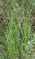 Rhynchospora inundata