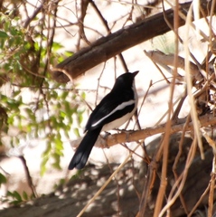 Laniarius bicolor sticturus