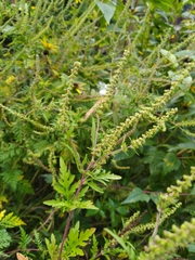 Ambrosia artemisiifolia