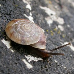 Helicigona lapicida