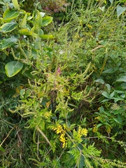 Ambrosia artemisiifolia