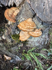 Pycnoporellus fulgens