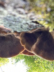 Pycnoporellus fulgens