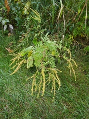 Ambrosia artemisiifolia