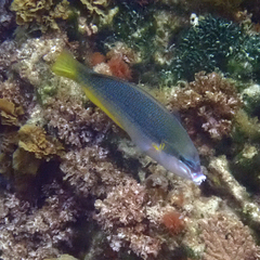 Anampses elegans