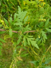 Ambrosia artemisiifolia
