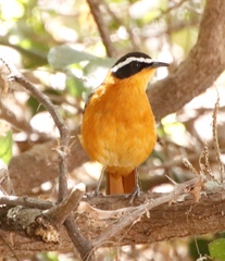 Cossypha heuglini heuglini